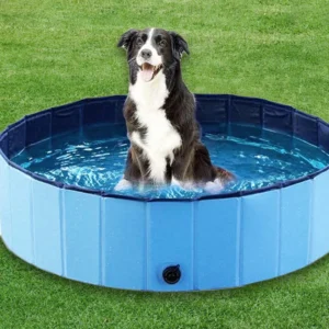 Dog Swimming Pool